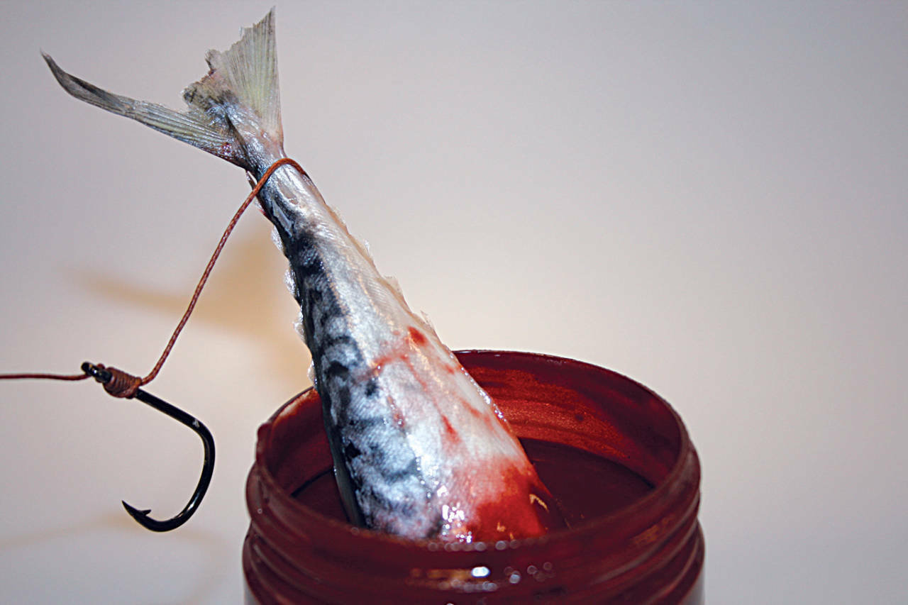 Dynamite Baits Blooded Eel Pellets Dip für Wels Welsangeln Waller Catfish